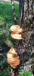 IMG_20260523_091043.thumb.jpg.0833fa020d07a4d81cb90f46c09fc114.jpg