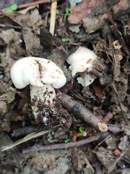 IMG_20260523_155323.thumb.jpg.e56d09b4c5d732e768b990af5cbd0baf.jpg