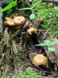 IMG_20260523_155437.thumb.jpg.6287e468186e5c9e6c7edc87401d2094.jpg