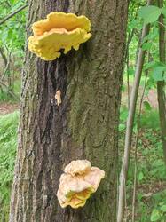 IMG_20260523_155953.thumb.jpg.723410efce856f8d61b9d1570aa58457.jpg