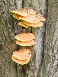 IMG_20260523_160032.thumb.jpg.2998f474cfa66182f89a71f1d751d2ed.jpg
