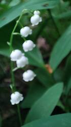 IMG_20260526_184754.jpg