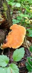 IMG_20260527_133022_512.thumb.jpg.276f56a38cd1055d2dc6df2d5aea82b5.jpg