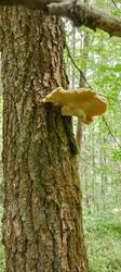 IMG_20260527_133426_078.thumb.jpg.c96c41fe88996dcf9e1f8f402316eff2.jpg