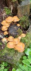 IMG_20260527_134146_681.thumb.jpg.e182a7c04890db21c1a071f54f5d24dd.jpg