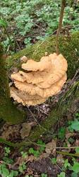 IMG_20260527_134754_541.thumb.jpg.af73a2ffd203c8d5970fd31014839cf0.jpg