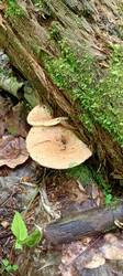 IMG_20260527_134845_447.thumb.jpg.b7f83584bb9cdcc4e05bc3939245201f.jpg
