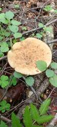 IMG_20260527_135304_796.thumb.jpg.2e2d45e6399f4fee724db6b98b3e870f.jpg