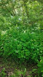 IMG_20260527_151633.jpg