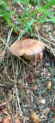 IMG_20260528_100105_217.thumb.jpg.9e3dd7525a4fa14ed265dc094f271b39.jpg