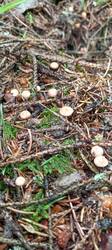 IMG_20260528_100205_134.thumb.jpg.97b682e32faf628eebd44e157462565b.jpg