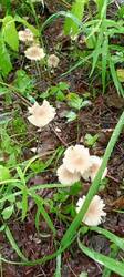 IMG_20260528_102128_872.thumb.jpg.ee6c248baa339e83ffeee578d03eb5b6.jpg