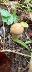 IMG_20260528_105214_380.thumb.jpg.49c78e4d0d2a4464cc0353b25c11c2a2.jpg