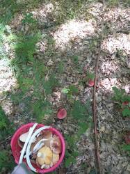 IMG_20260528_113933_639.thumb.jpg.22cf1f5d85050882588e80fdcd5f6897.jpg
