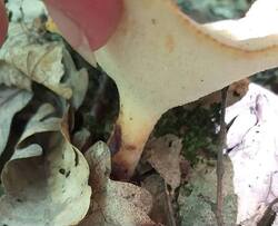 IMG_20260528_114619_433.thumb.jpg.0c4e73ff857ce1ebe21d11f16895cf9b.jpg