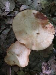 IMG_20260528_114805_323.thumb.jpg.6d06a3b58f5907ca3938e2b0a2a541f7.jpg