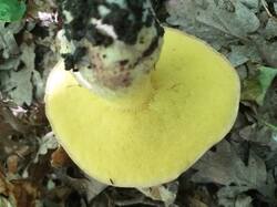IMG_20260528_114908_834.thumb.jpg.ae84aae5e3a3315160ce350c610d85ff.jpg