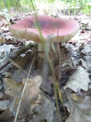 IMG_20260528_114926_526.thumb.jpg.686ca8491a709900379ecc098e16dc73.jpg