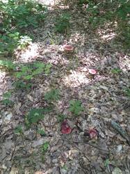 IMG_20260528_114933_859.thumb.jpg.d9c6c1b047fff9c853dc26f570307319.jpg