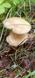 IMG_20260528_123111_448.thumb.jpg.af6e62c66b197bf512c35d0b8610897c.jpg