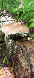 IMG_20260528_125009_262.thumb.jpg.4b79d99e08c65445f8afb3420710ec1d.jpg