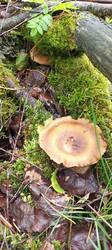IMG_20260528_132143_601.thumb.jpg.7d3f73f7423af0dd9a362aae94aa1cf0.jpg