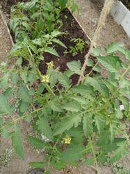 IMG_20260529_101750.jpg