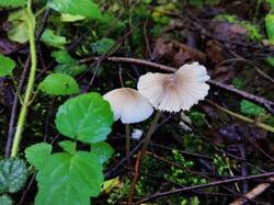 IMG_20260530_072444.thumb.jpg.62ac1e6516846a79aec3b767bb776dfa.jpg