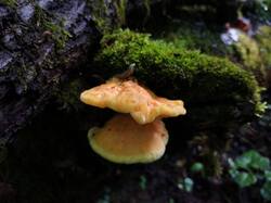 IMG_20260530_072928.thumb.jpg.80ff5e75d007f06fb54ad8481ee13337.jpg