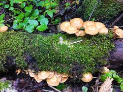 IMG_20260530_091012.thumb.jpg.d452b16c17c676cb1aac817a9371e421.jpg