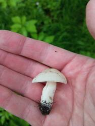 IMG_20260530_101355.jpg