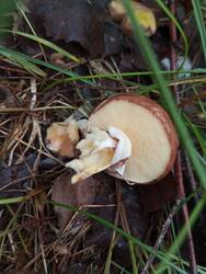 IMG_20260530_115645.jpg