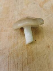 IMG_20260530_140909.thumb.jpg.81b1d0cb76d96def855dbe942d89a778.jpg