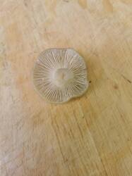 IMG_20260530_140913.thumb.jpg.7dfb226a2ccc32fdd40f7ae59dfe8357.jpg