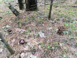 IMG_20260531_141137.jpg
