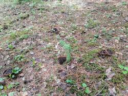 IMG_20260531_141142.jpg