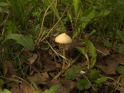 IMG_2993.thumb.jpg.1cc23e84bbd9516c485b8295e501a55f.jpg