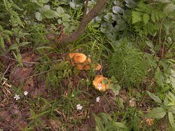IMG_3031.thumb.jpg.b6649bb5e6e8845cb417c4282d83c298.jpg