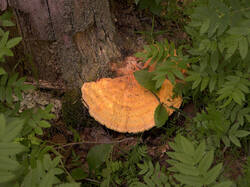 IMG_3033.thumb.jpg.7d2ac00eddd0b1e4df5eb506f2e8c0a6.jpg