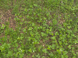 IMG_3064.thumb.jpg.b95f4cc3cd0e26b2012e7e7f0401d7f2.jpg
