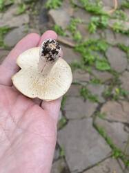 IMG_3411.jpeg