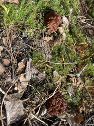 IMG_3704.jpeg