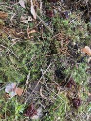 IMG_3712.jpeg
