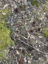 IMG_3715.jpeg
