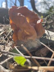 IMG_3721.jpeg