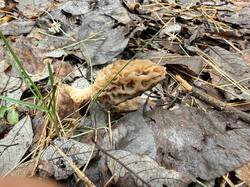 IMG_4064_(2).thumb.JPEG.c3a1e60f8f51f12c648d0a9a1cbe5f3a.JPEG