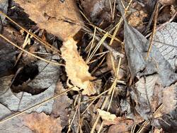 IMG_4067_(2).thumb.JPEG.00154f2a7a816bb9546c178b56054eb1.JPEG