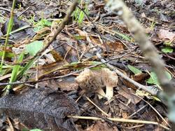 IMG_4068_(2).thumb.JPEG.1856834c663f7b378458d629bdcf83e8.JPEG