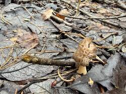IMG_4071_(2).thumb.JPEG.5db5df733862ffc86a37adcbe612f1a8.JPEG
