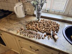IMG_4127_(2).thumb.JPEG.56ed697fdd539a7f961c66b5ba606221.JPEG